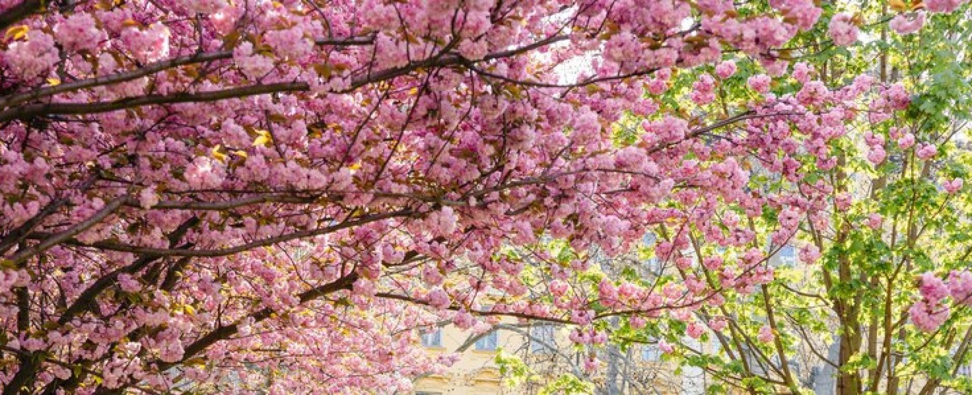 beautiful-sakura-blossoms-spring-season-park-flora-pattern-texture-nature-floral-background-long-banner_753186-58