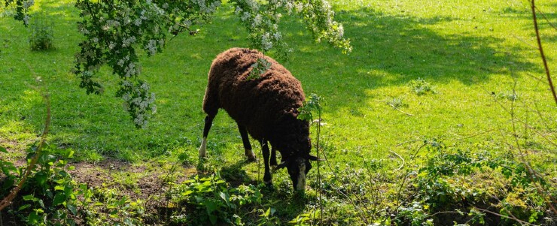 brown-sheep-grazing-grass_58702-10766