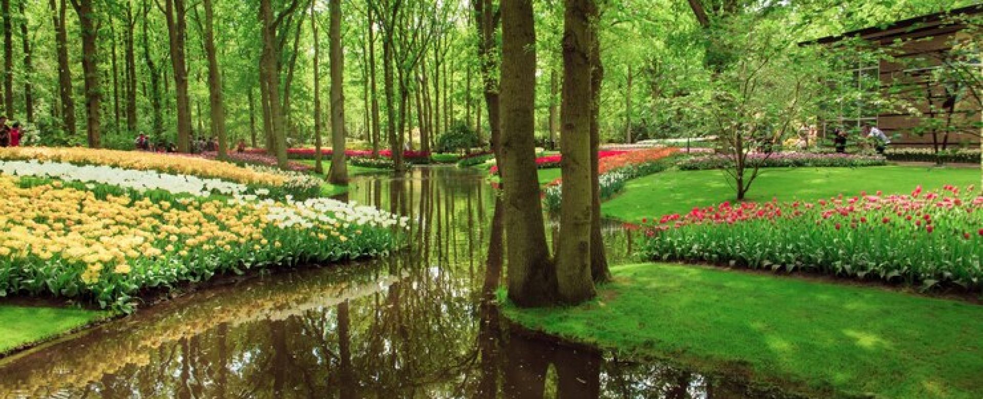 tulip-field-netherlands-holland_155003-16465